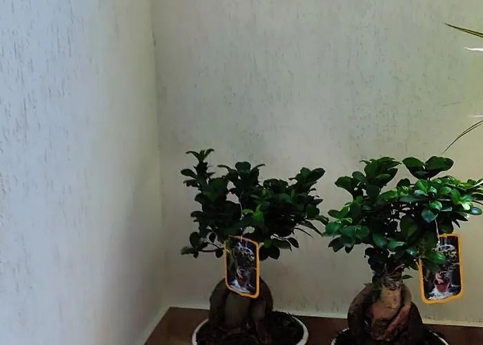 Ester 公寓式酒店 卡萨米尔